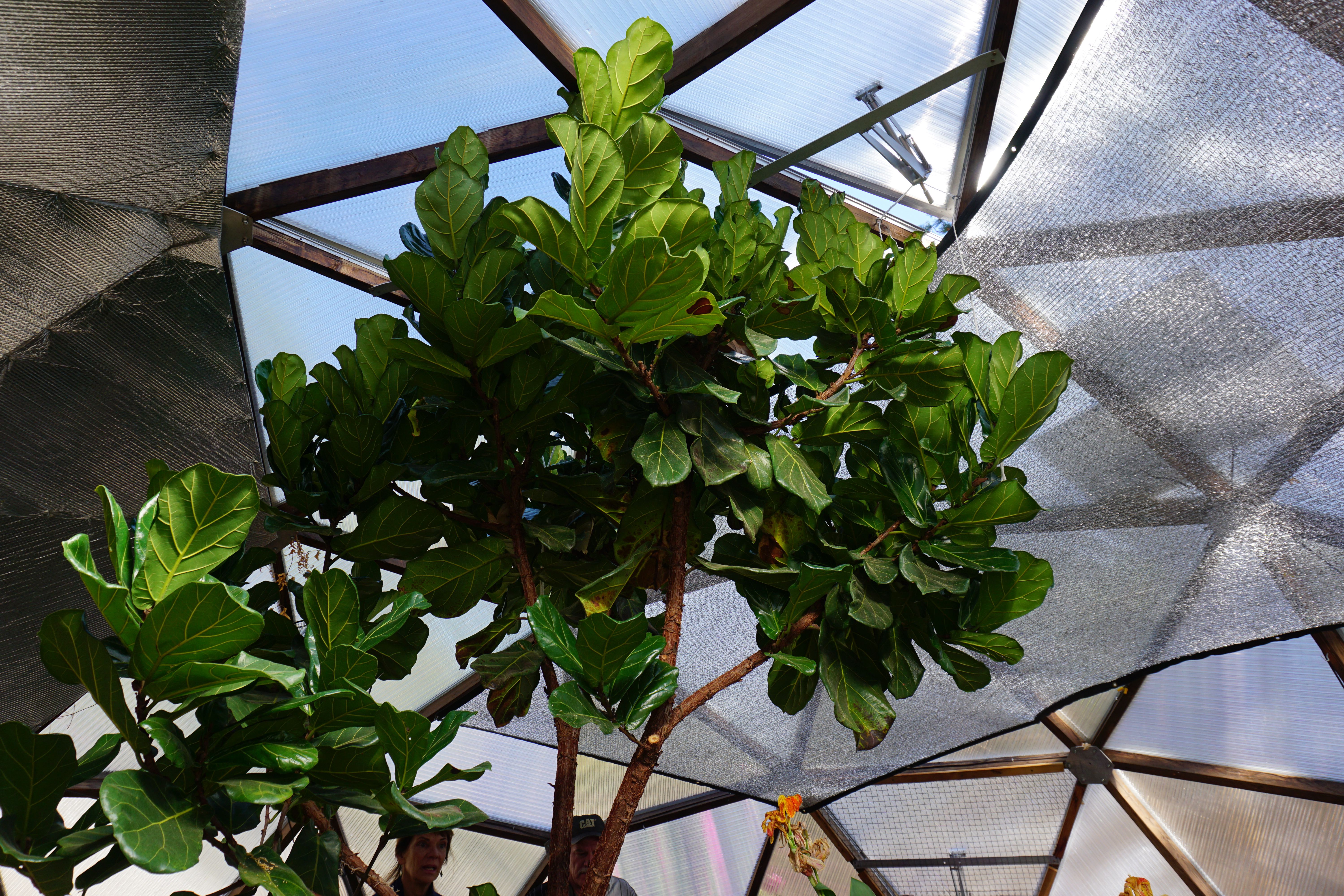 bayliss hydraulicheck automatic vent opener installed on the upper vent in a greenhouse