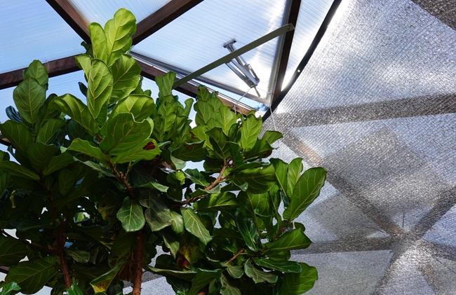 bayliss hydraulicheck automatic vent opener installed on the upper vent in a greenhouse