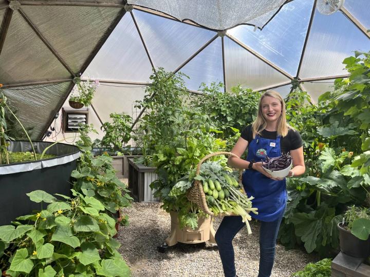 harvest of cucumbers and greens