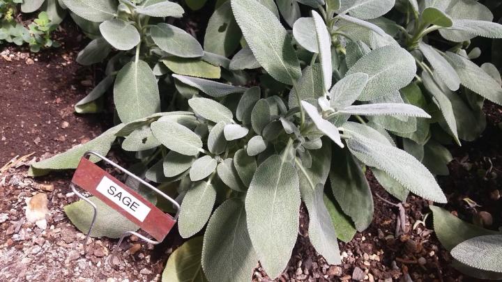 Culinary Sage growing in the Greenhouse