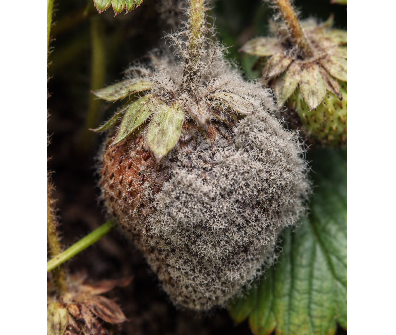 strawberry with gray mold - AI generated image