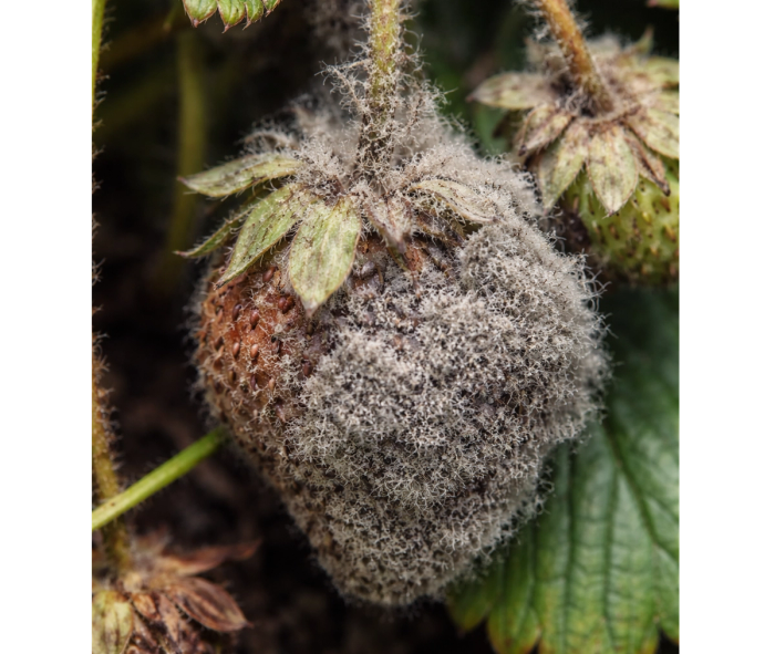 strawberry with gray mold - AI generated image