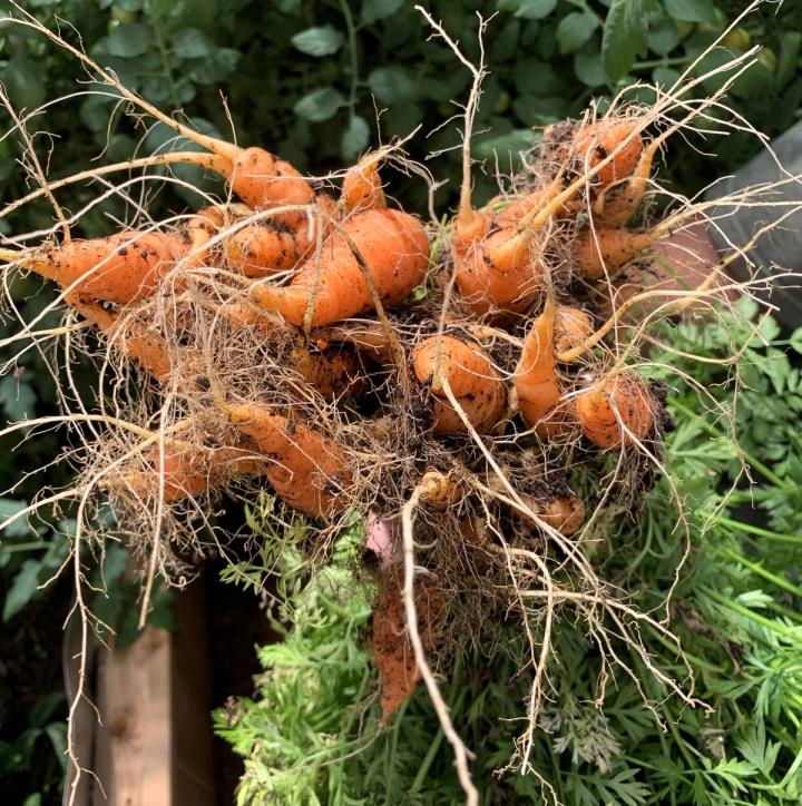 harvested carrots someone is holding them with their tips pointed upward