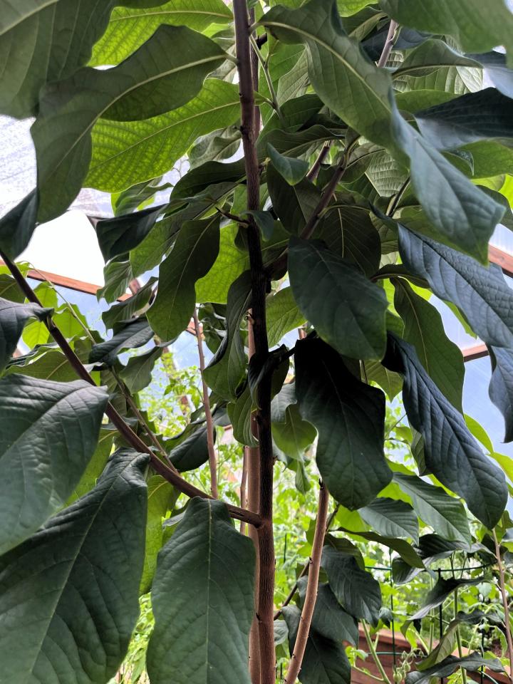 close up of pawpaw leaves on a tree growing in a greenhouse