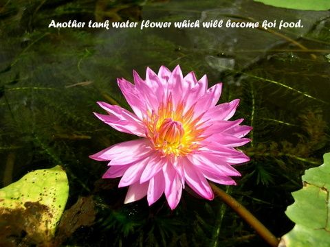 pond flower