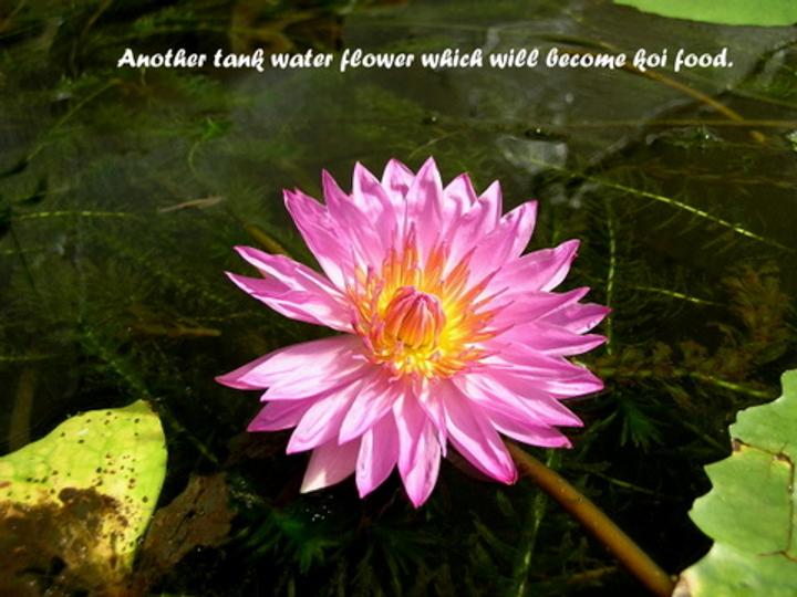pond flower