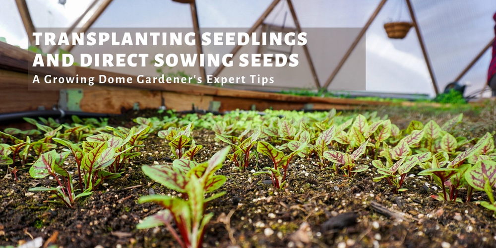 How to Transplant Seedlings and Direct Sowing Seeds image