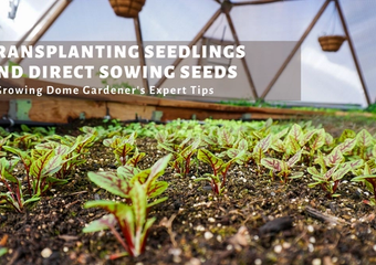 How to Transplant Seedlings and Direct Sowing Seeds image