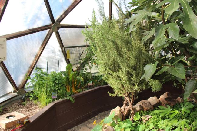 Large perennial rosemary bush in a greenhouse surrounded by annual plants