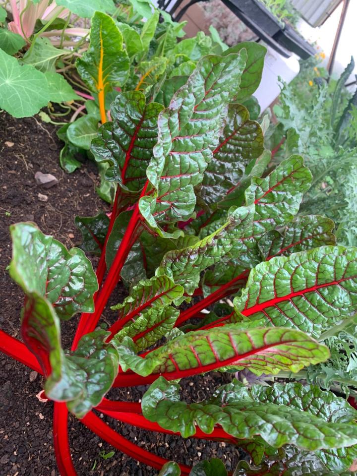 Multiple chard plants