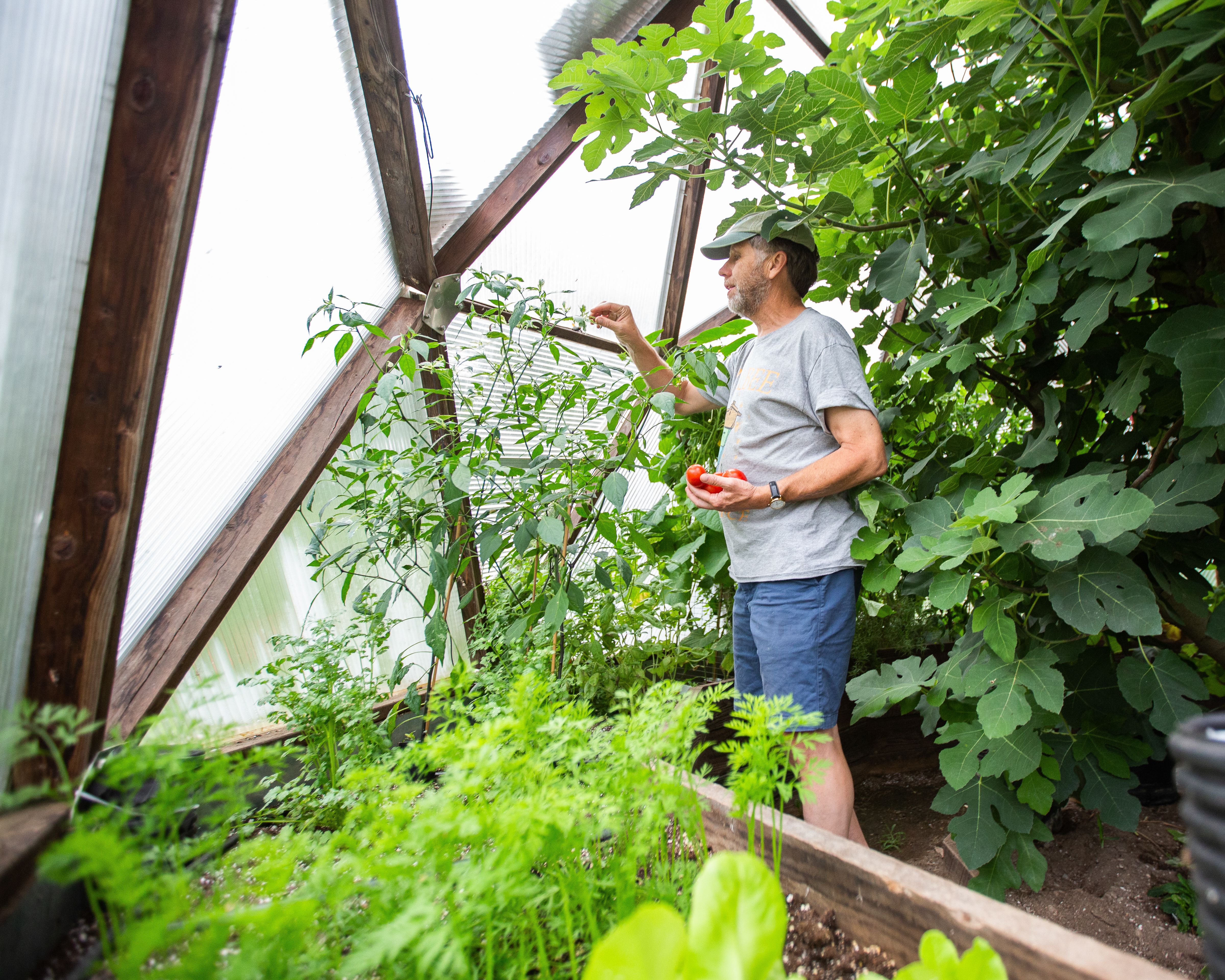 Man inspecting tomato plants after a harvest in a geodesic greenhouse