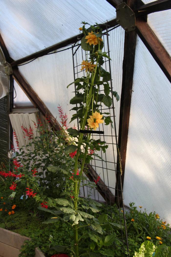 tall dahlias growing against a trellis in a geodesic greenhouse