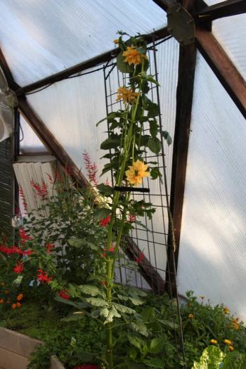 Beautiful dahlias growing in dome