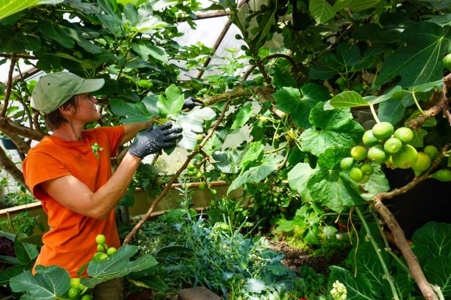 Woman in orange shirt assessing her forest garden for pests