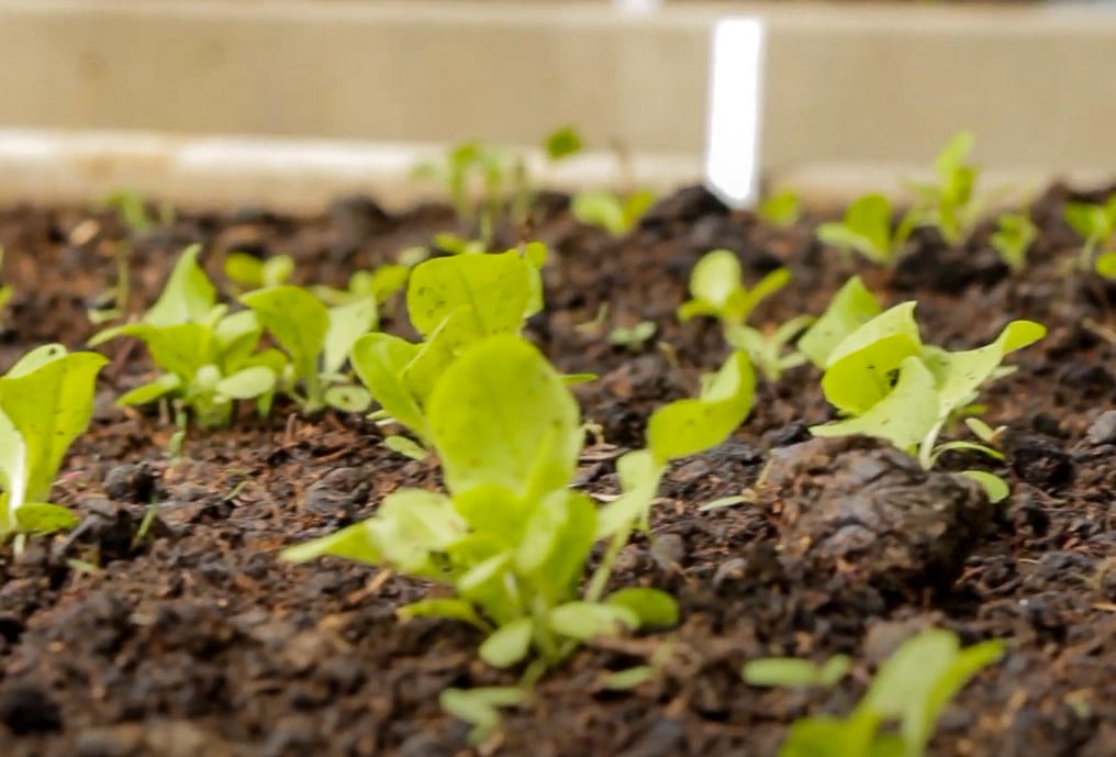 Seedlings that have been thinned