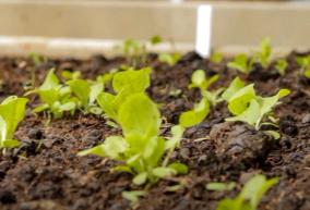 Seedlings that have been thinned