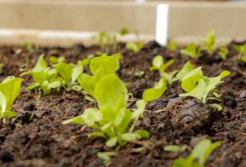 Aphids infesting young lettuce sprouts