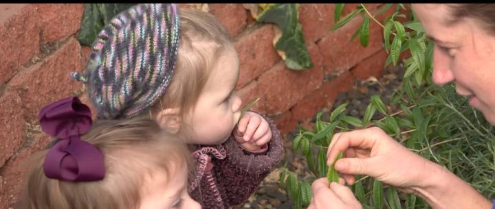 growing and tasting herbs off the vine in a greenhouse