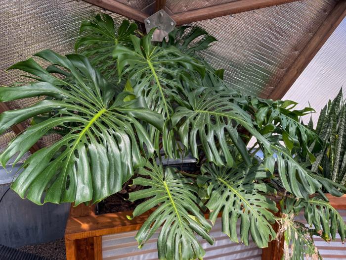 Large shiny leaves of a monstera deliciosa plant under the shade of the Reflectix insulation in a Growing Dome greenhouse.