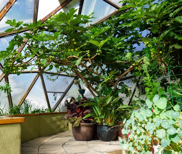 fig tree laden with figs growing in geodesic dome greenhouse