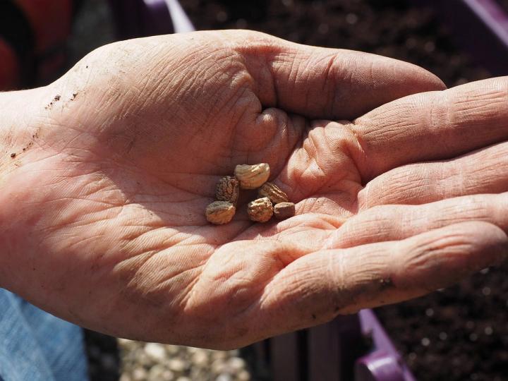 someone holding dried nasturtium seeds in their hand
