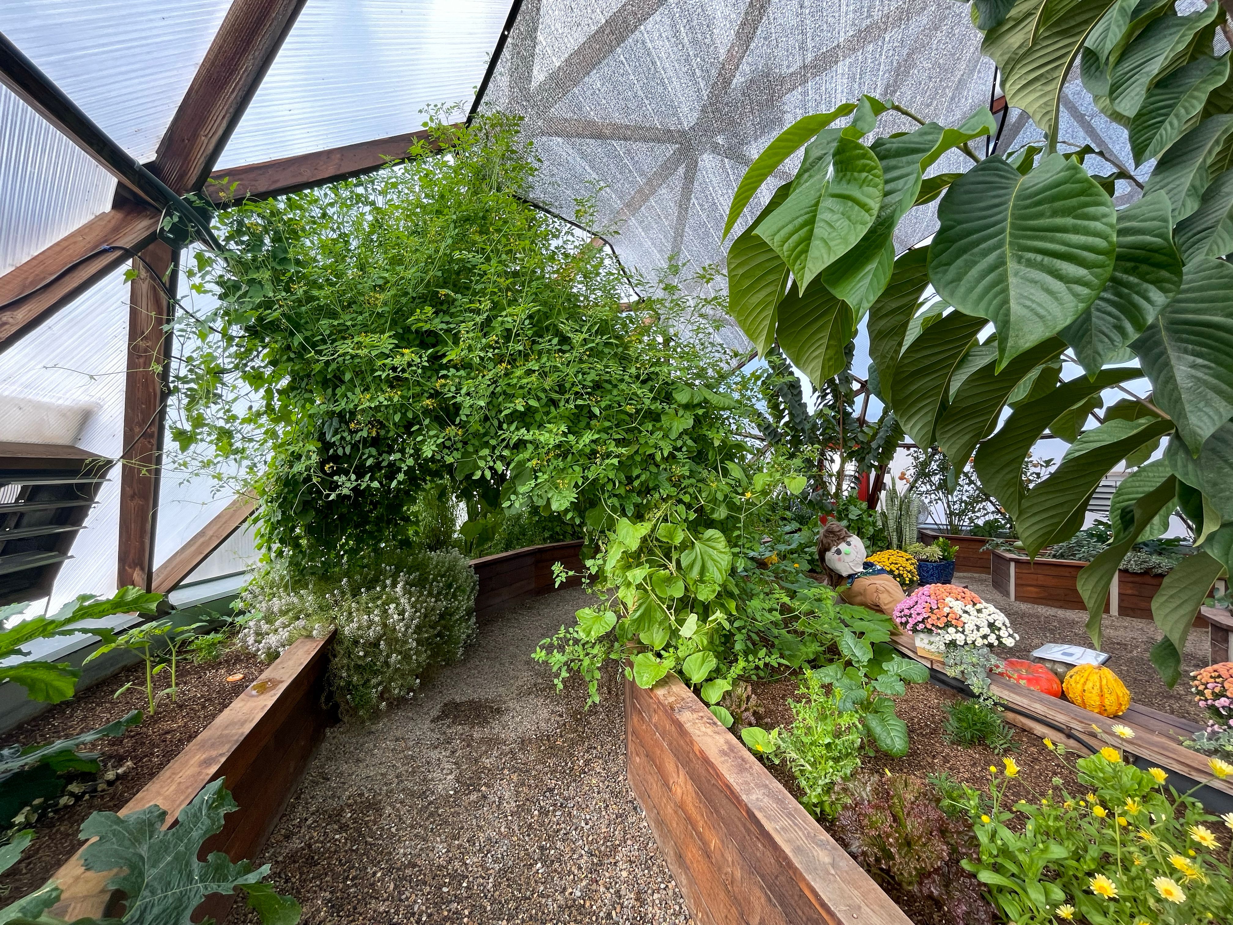trellised tomatoes form a shady arch over a pathway inside a greenhouse