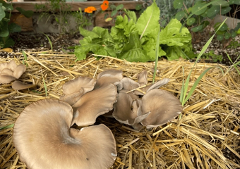 Oyster mushrooms emerging from straw within a raised garden bed
