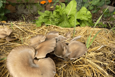 Oyster mushrooms emerging from straw within a raised garden bed