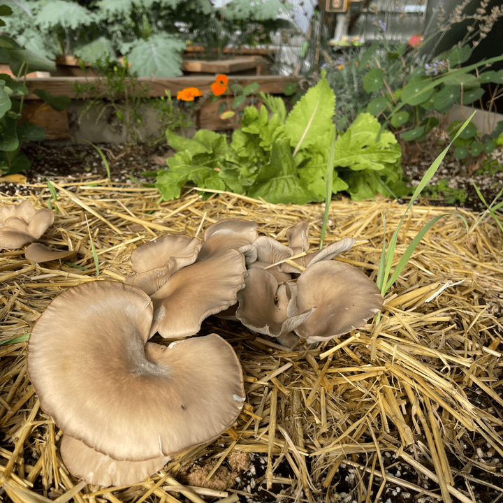 Oyster mushrooms emerging from straw within a raised garden bed