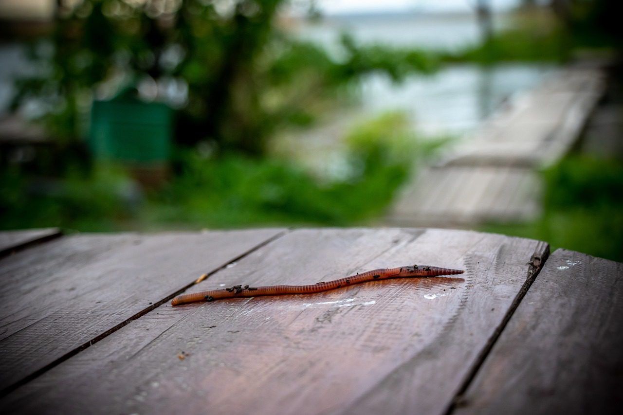 an earthworm crawling across an outdoor table