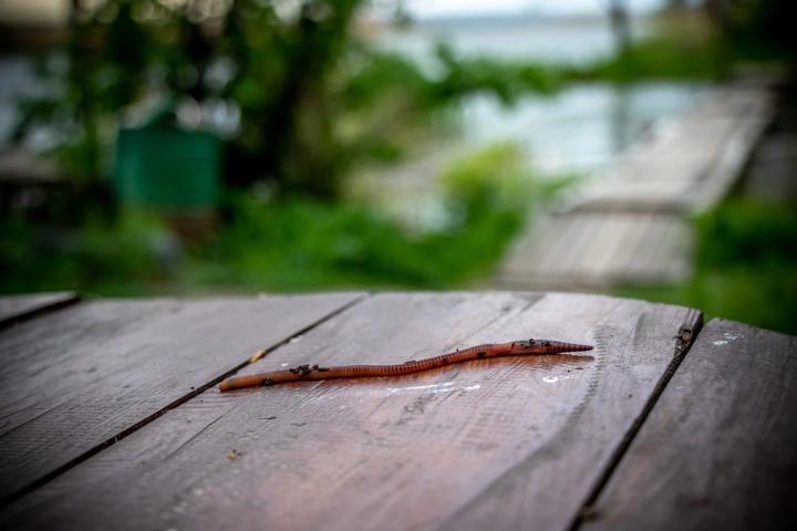an earthworm crawling across an outdoor table