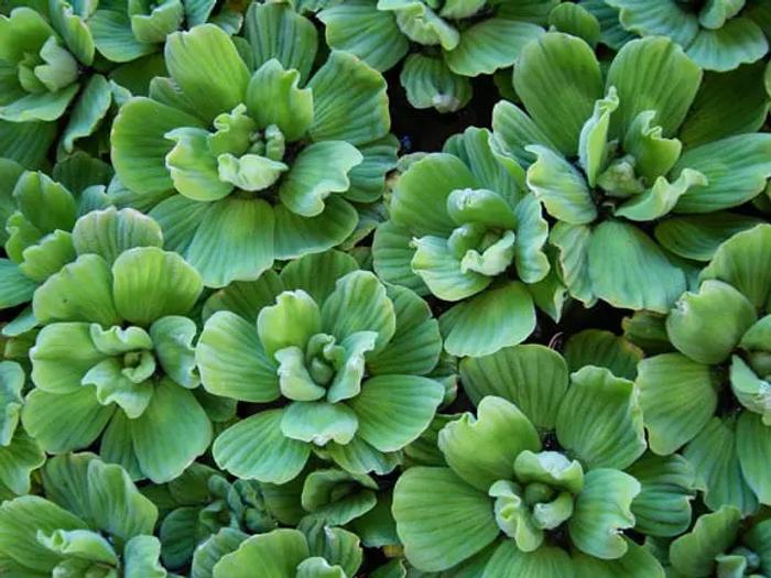Cluster of water lettuce plants