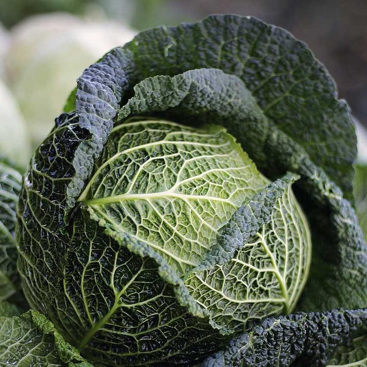 food preservation of savoy cabbage