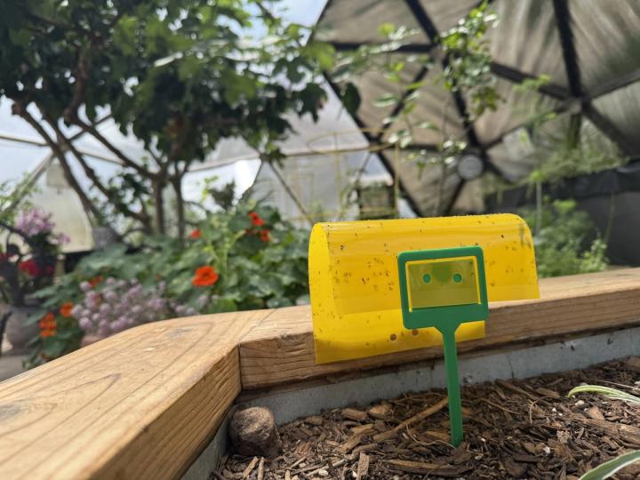Yellow sticky trap with small black fungus gnats stuck to it. Fig tree, lemon tree, and red nasturtiums out of focus in the background.
