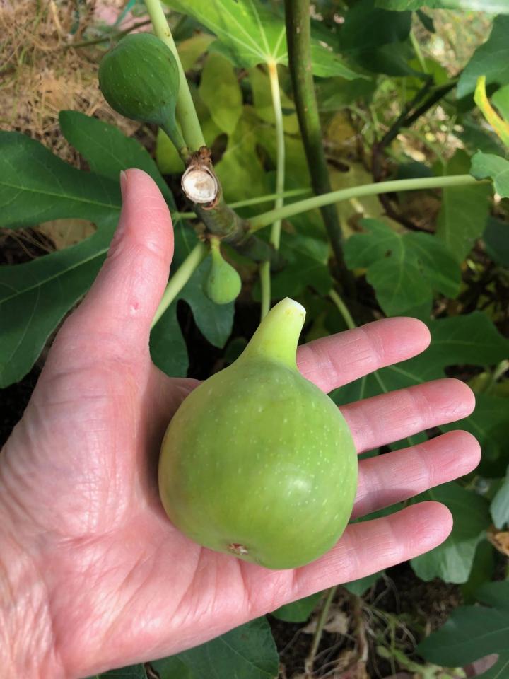 fig in someones had