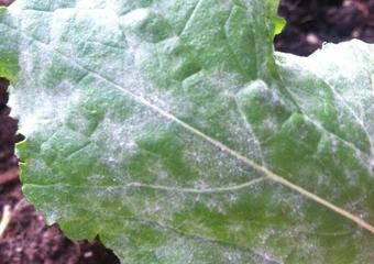 Greenhouse Mold – Why Does it Happen and How to Avoid It? image