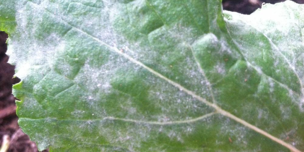 Greenhouse Mold – Why Does it Happen and How to Avoid It? image