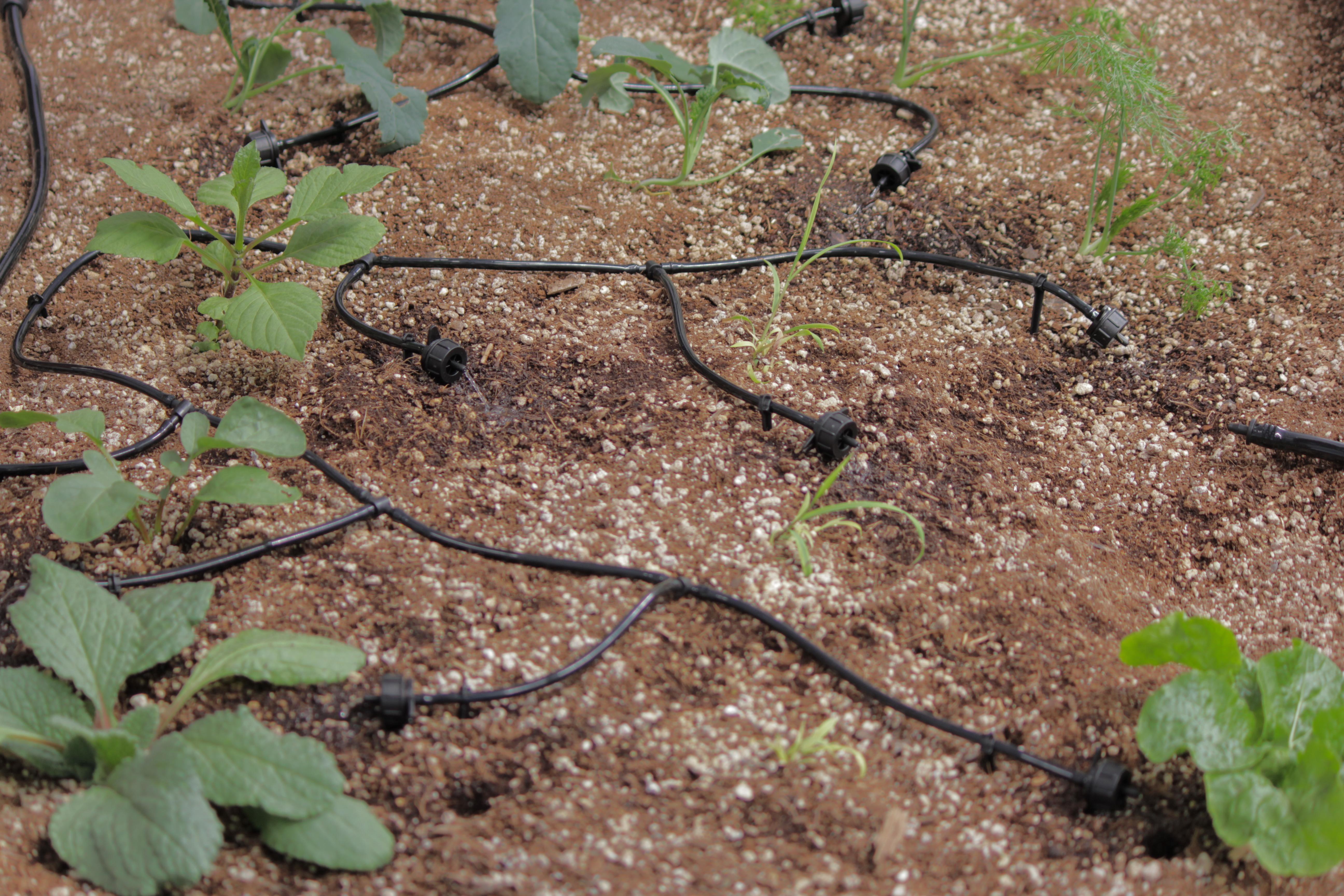 Irrigation drip lines in a garden bed with small plants