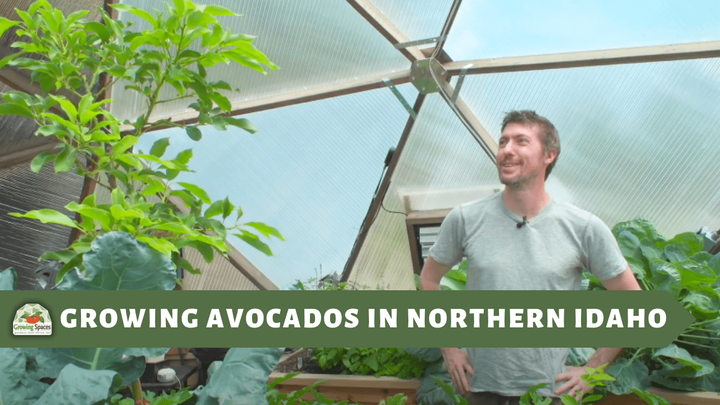 Man standing in a growing dome greenhouse admiring his avocado tree