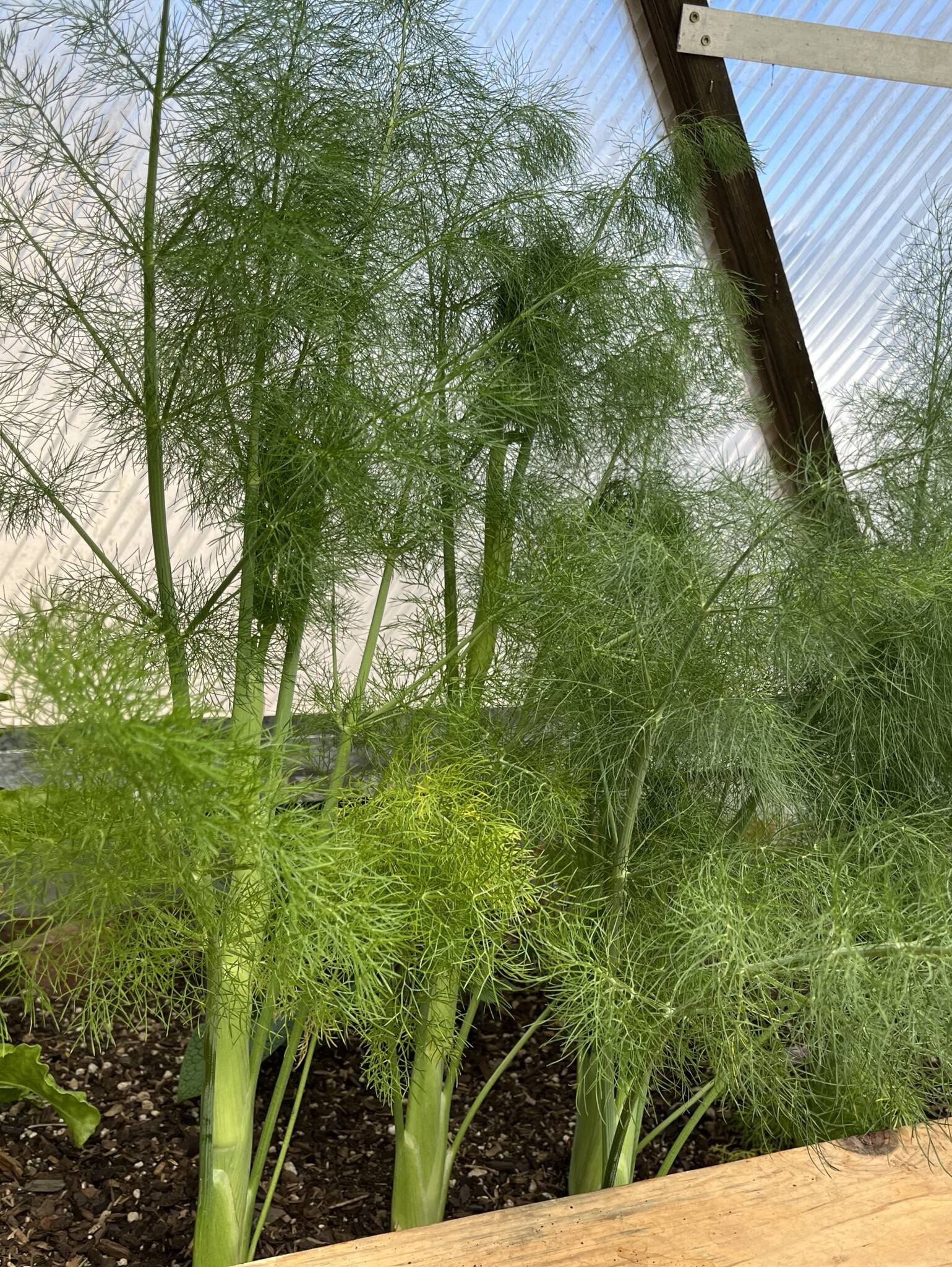 fennel