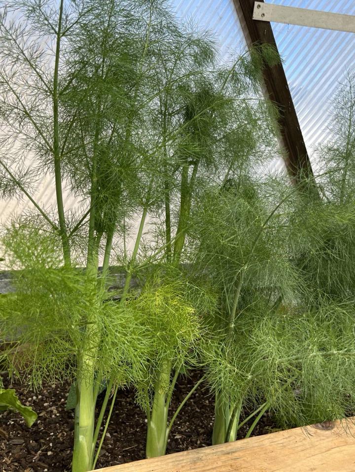 fennel