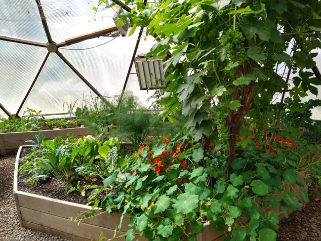 Grape vine in the western portion of a greenhouse providing shade to leafy greens