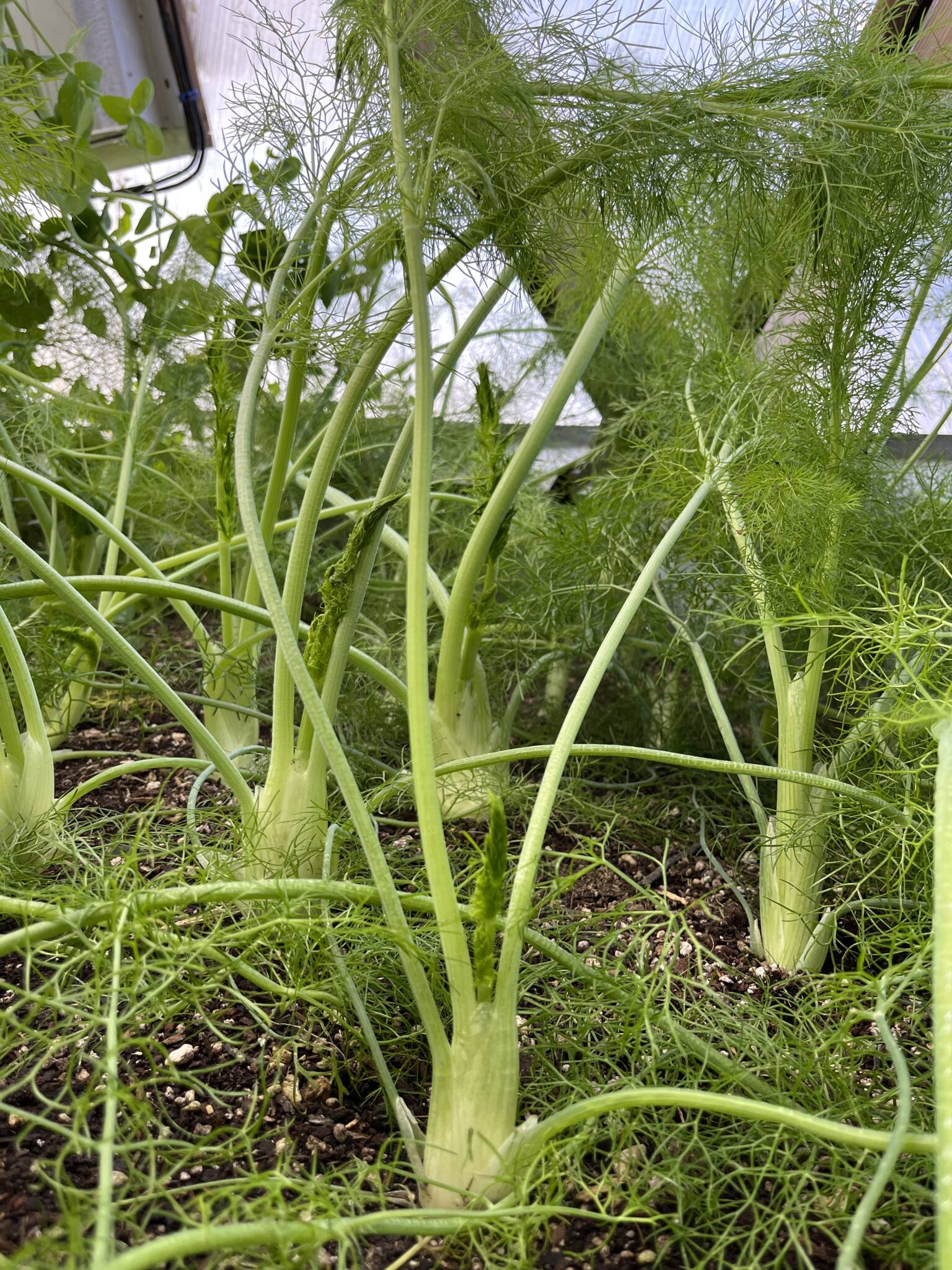 growing fennel