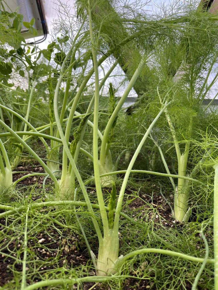 growing fennel