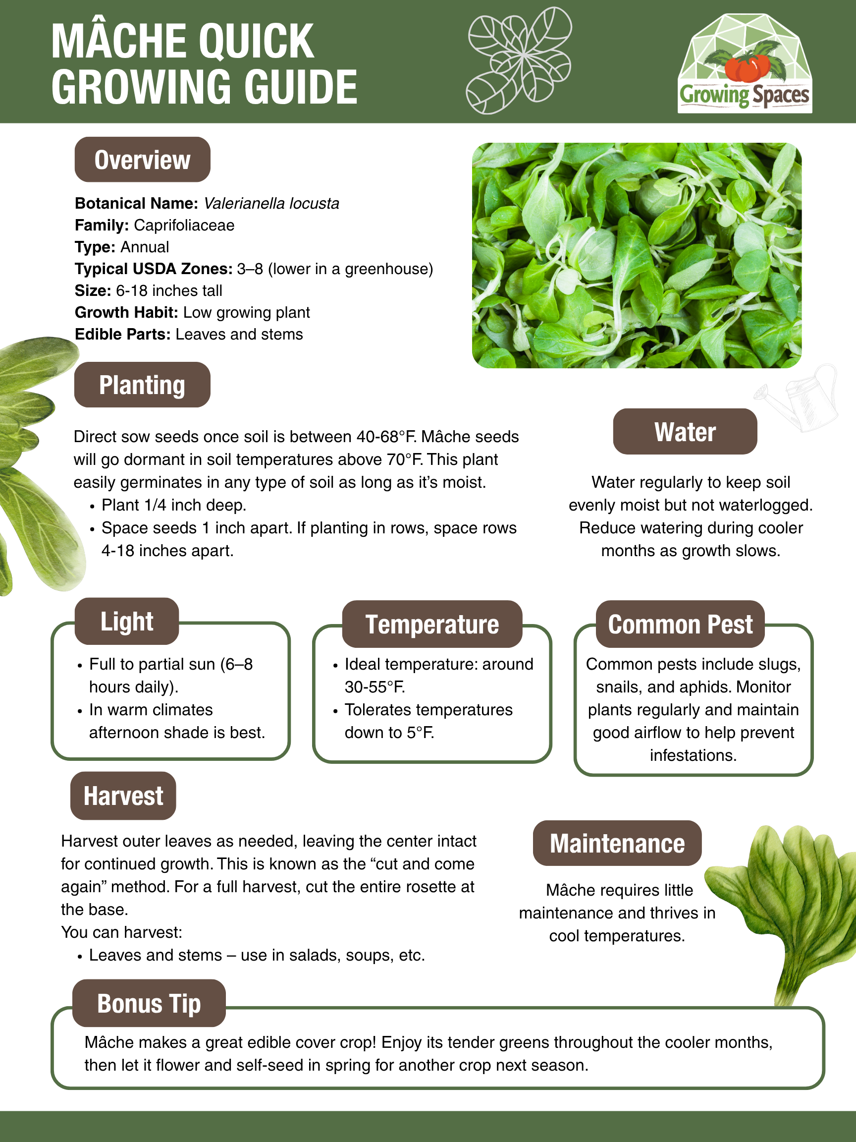 Mache Growing Guide image