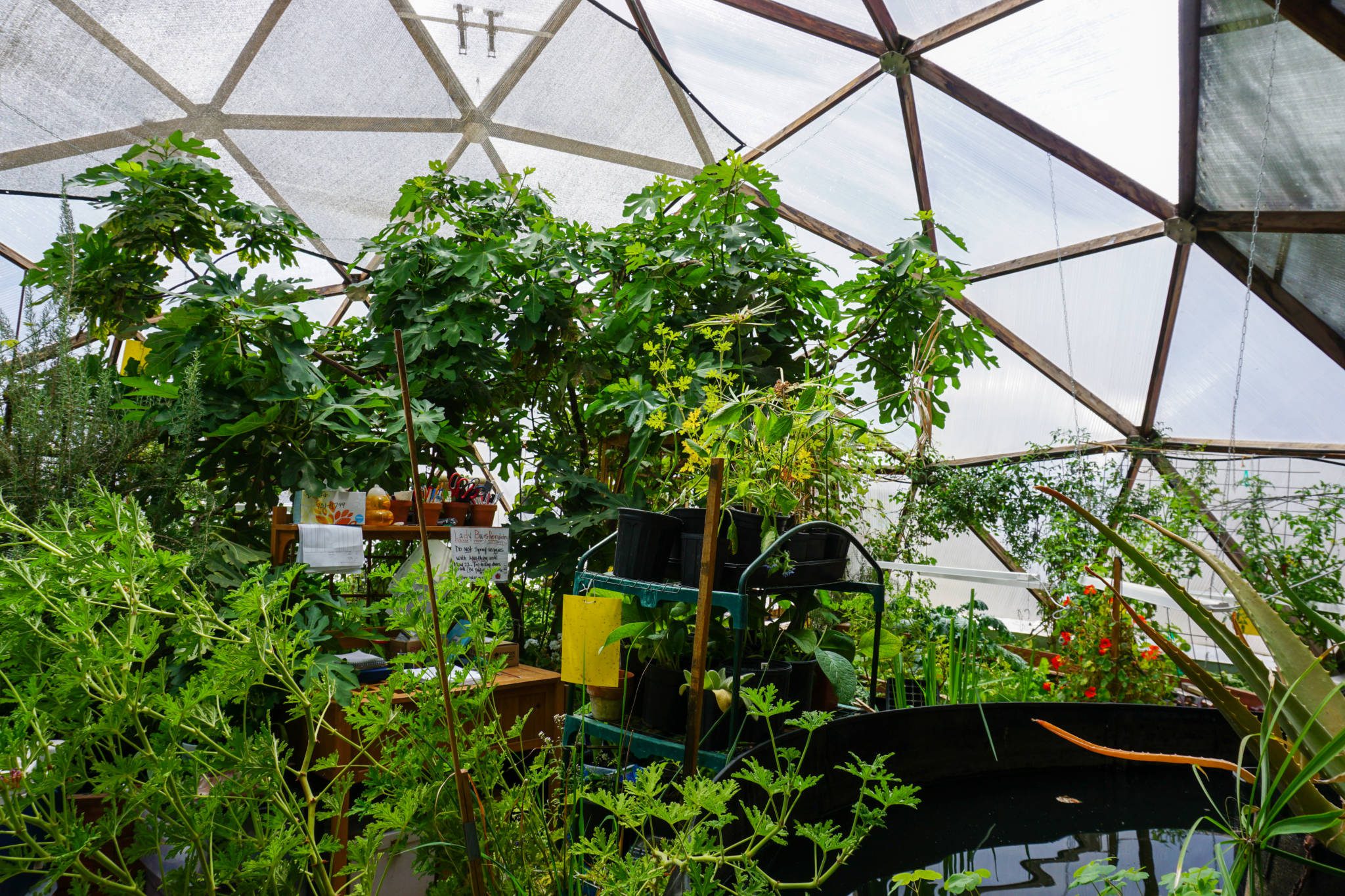 Fruit trees and the above ground pond inside the greenhouses at the Geothermal Greenhouse Project