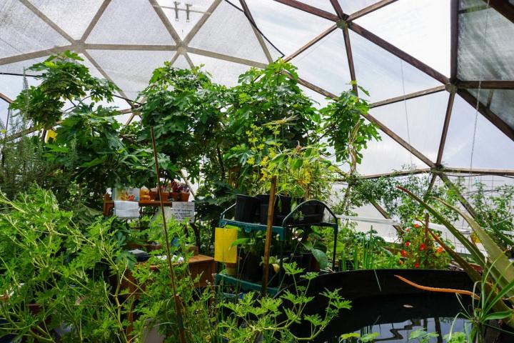 Fruit trees and the above ground pond inside the greenhouses at the Geothermal Greenhouse Project
