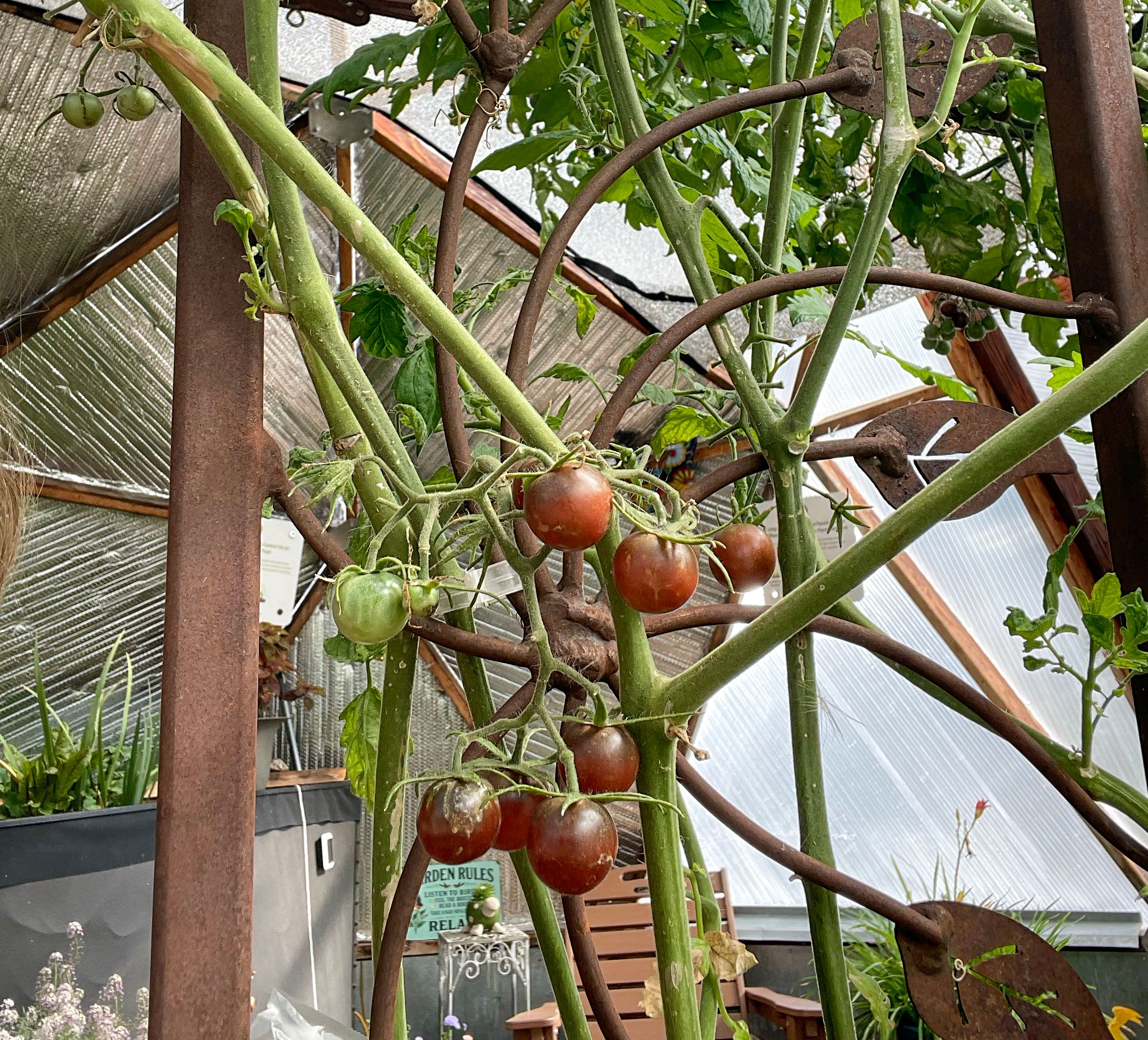 black cherry tomatoes ripening in geodesic greenhouse