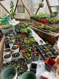 nutrient - dense food propagating in the greenhouse