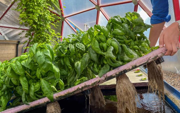 Raft in a DWC aquaponics bed growing basil lifted up to show root system